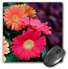 3dRose Gerbera Candy, Bright and color Gerbera Daisies MousePad picture