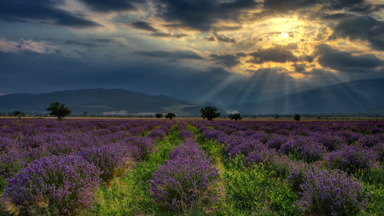 Landscape nature hills bulgaria field lavender flowers Custom Gaming Mat Desk