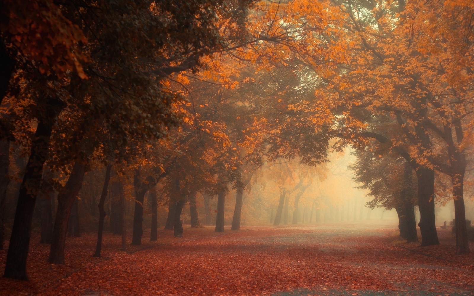 Landscape fall mist trees morning park leaves red Custom Gaming Mat Desk