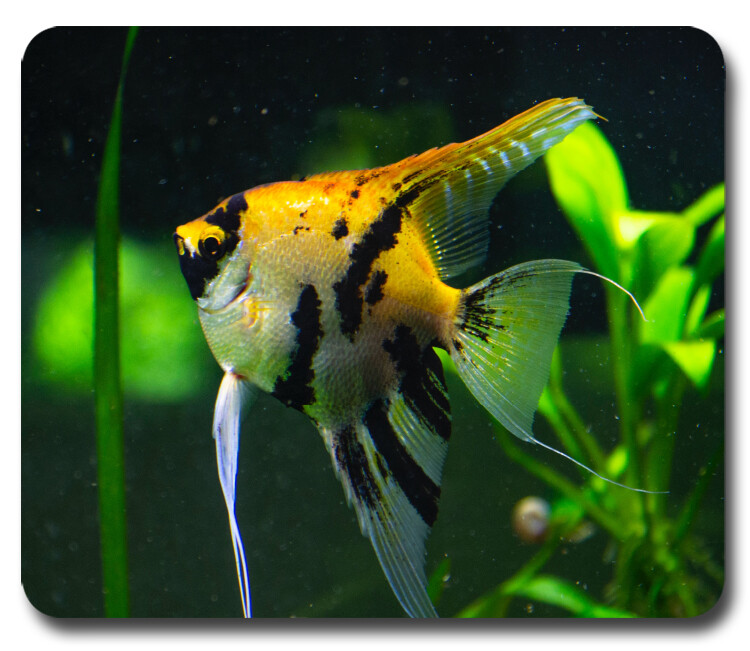 AQUARIUM FISH Mouse Pad / PC Mousepad Discus Tetra Betta Cichlid Guppy Angelfish