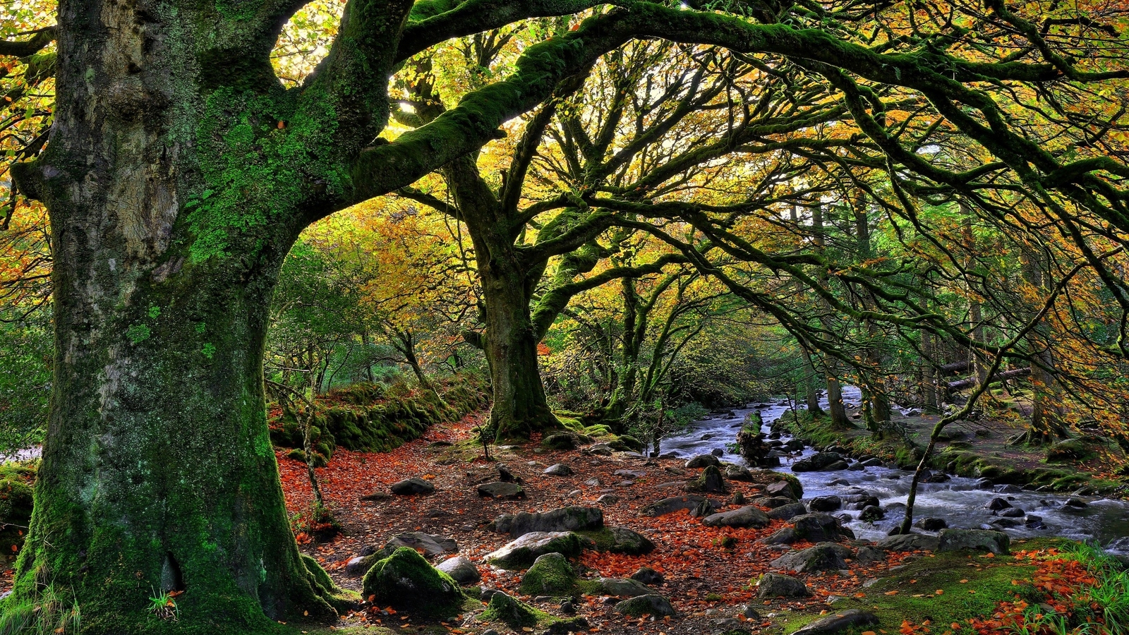 Landscape nature trees forest water ireland national Custom Gaming Mat Desk