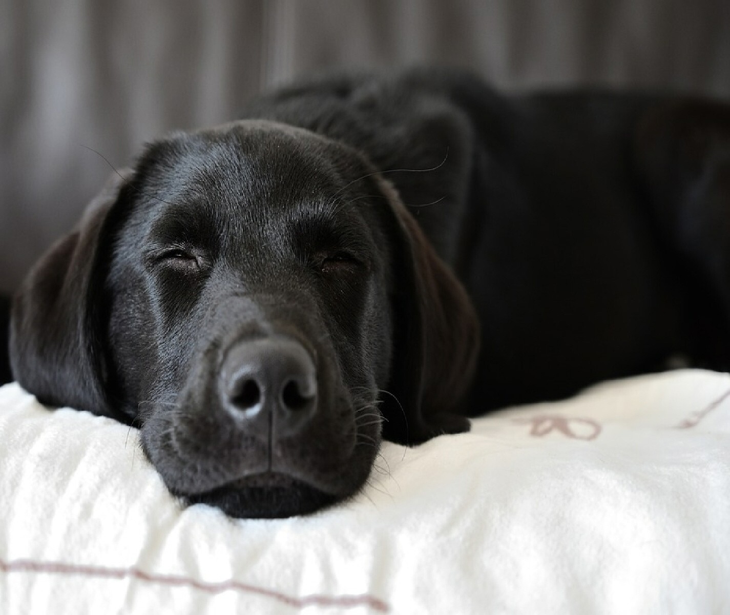 BLACK LAB LABRADOR DOG SLEEPING COMPUTER MOUSE PAD  9 x 7