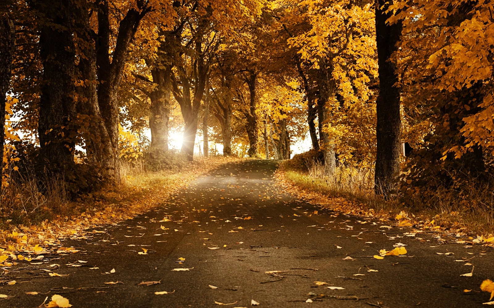 Landscape leaves road fall grass trees nature asphalt Custom Gaming Mat Desk