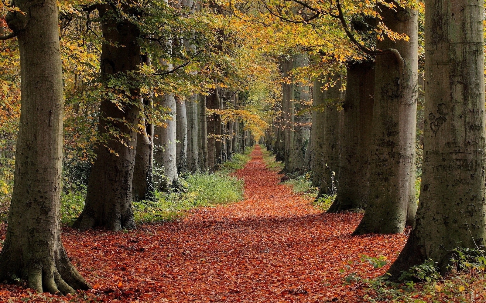 Landscape nature red trees leaves path fall Custom Gaming Mat Desk