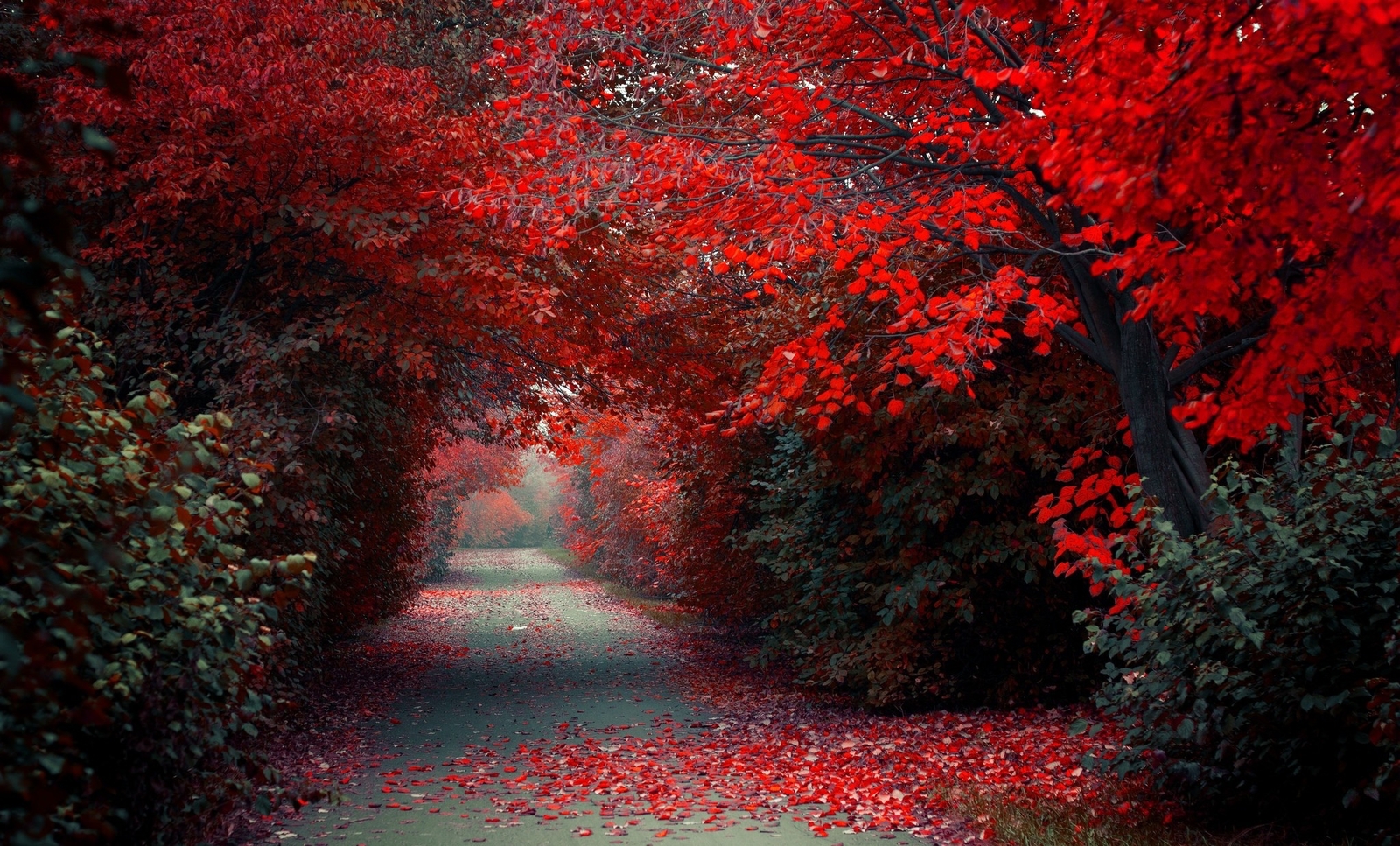 Landscape path trees red fall selective coloring Custom Gaming Mat Desk