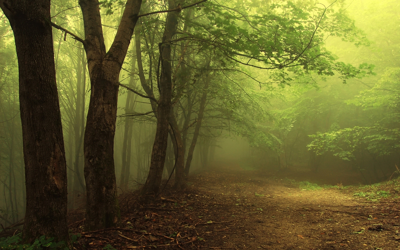 Landscape trees forest nature mist Custom Gaming Mat Desk