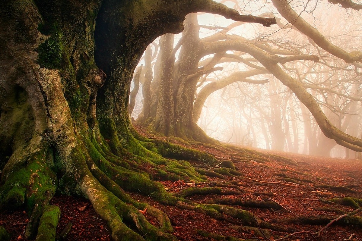Landscape mist moss forest roots trees ancient leaves Custom Gaming Mat Desk