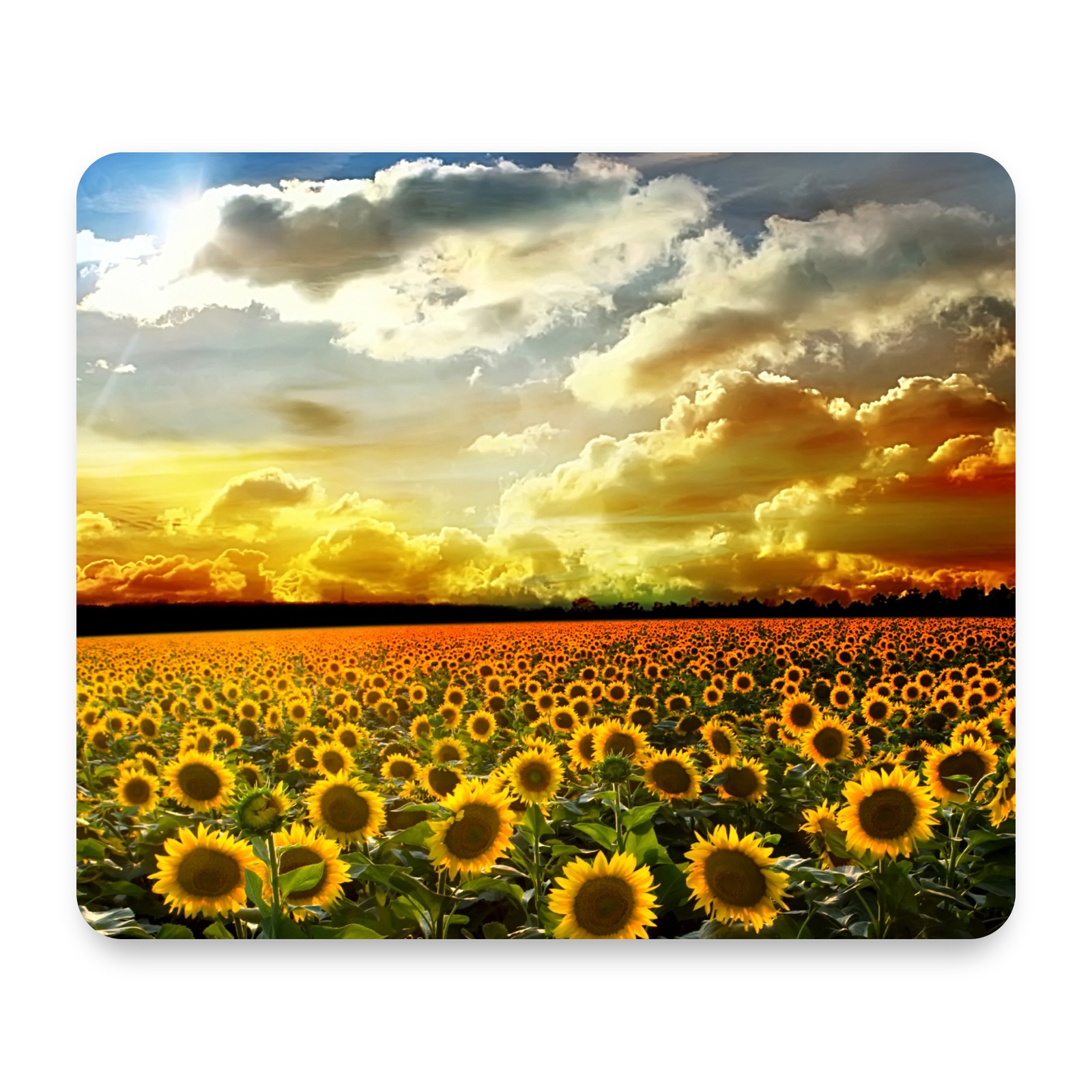 Sunflower Field At Sunset Dramatic Golden Sky Landscape Mouse Pad 9.25x7.75
