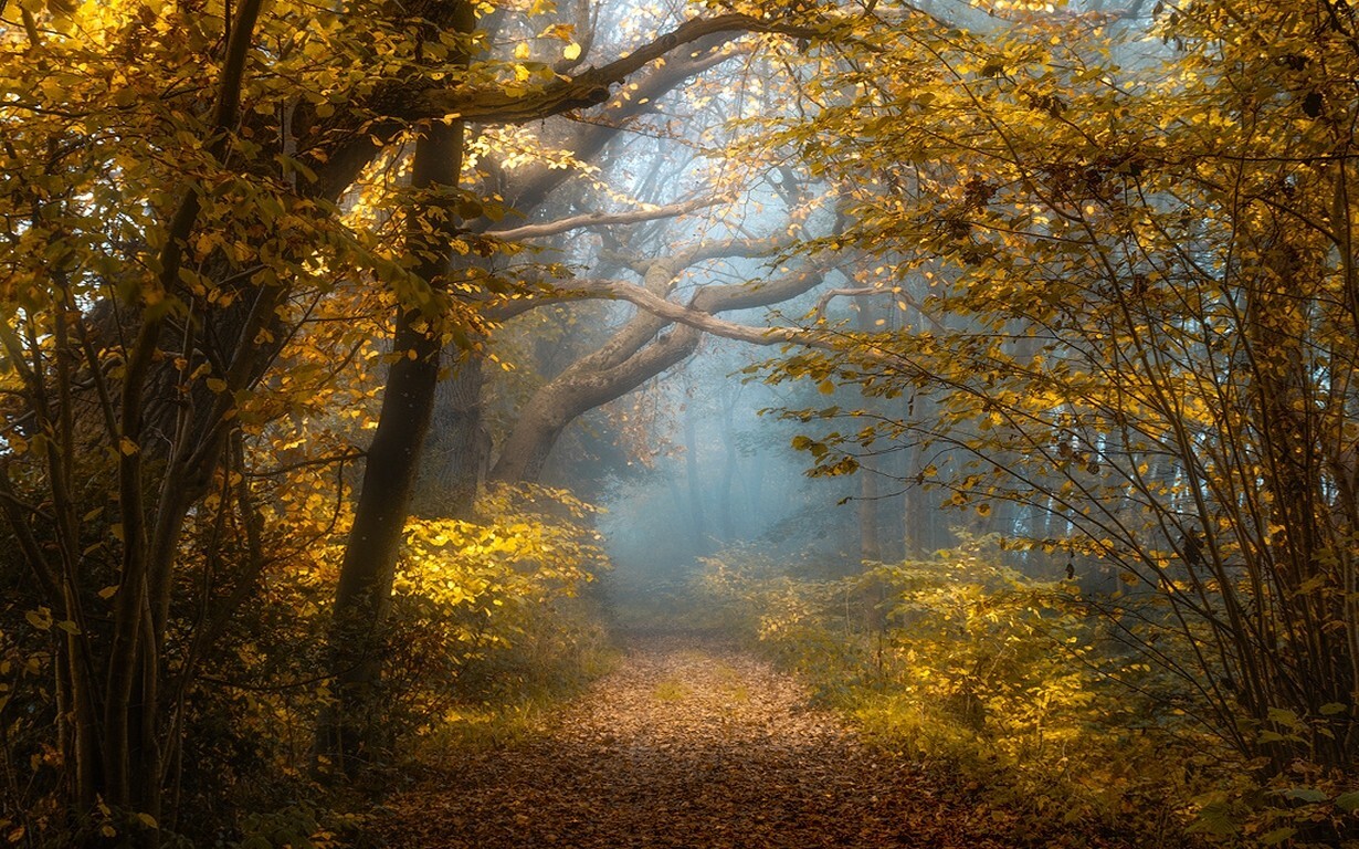Landscape nature fall forest sunlight mist shrubs yellow Custom Gaming Mat Desk