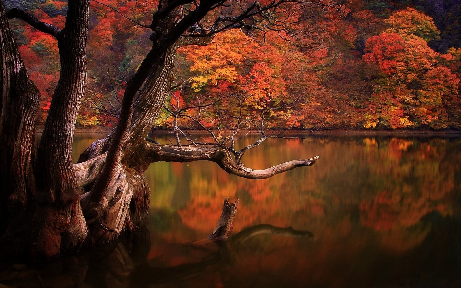 Landscape lake fall forest dead trees reflection nature Custom Gaming Mat Desk