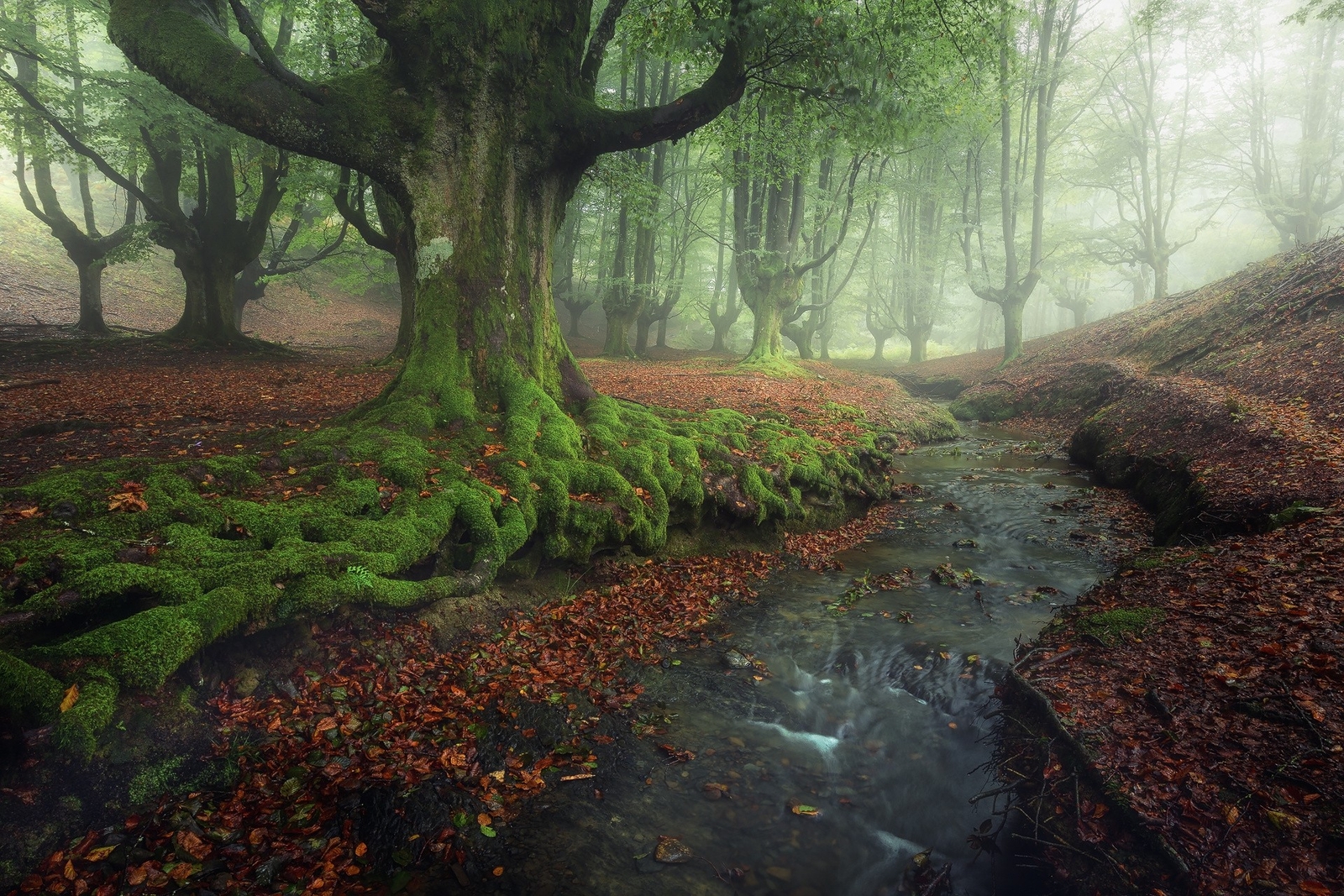 Landscape nature forest creeks mist moss leaves fall Custom Gaming Mat Desk