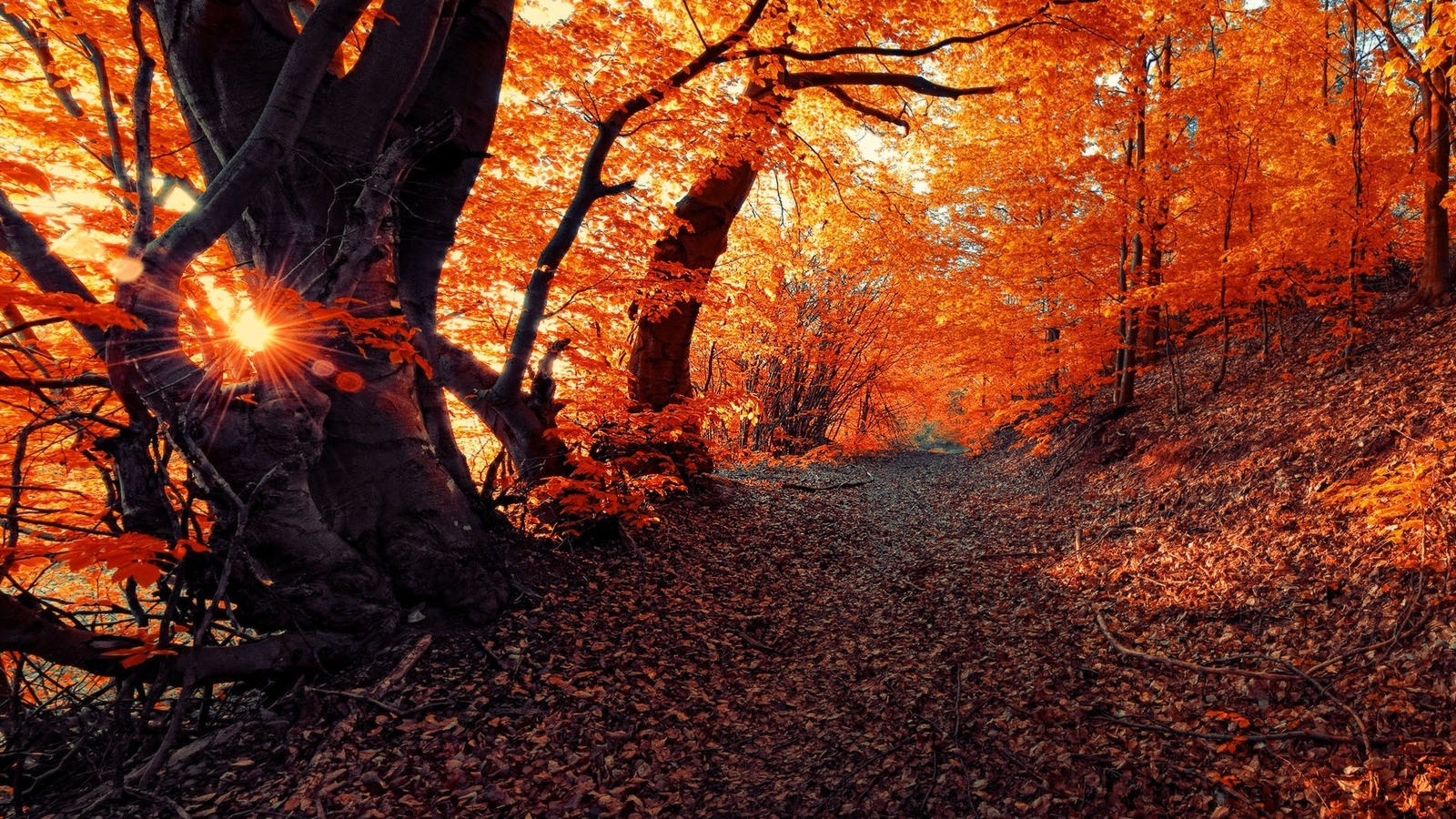 Landscape fall seasons forest sunset nature trees Custom Gaming Mat Desk