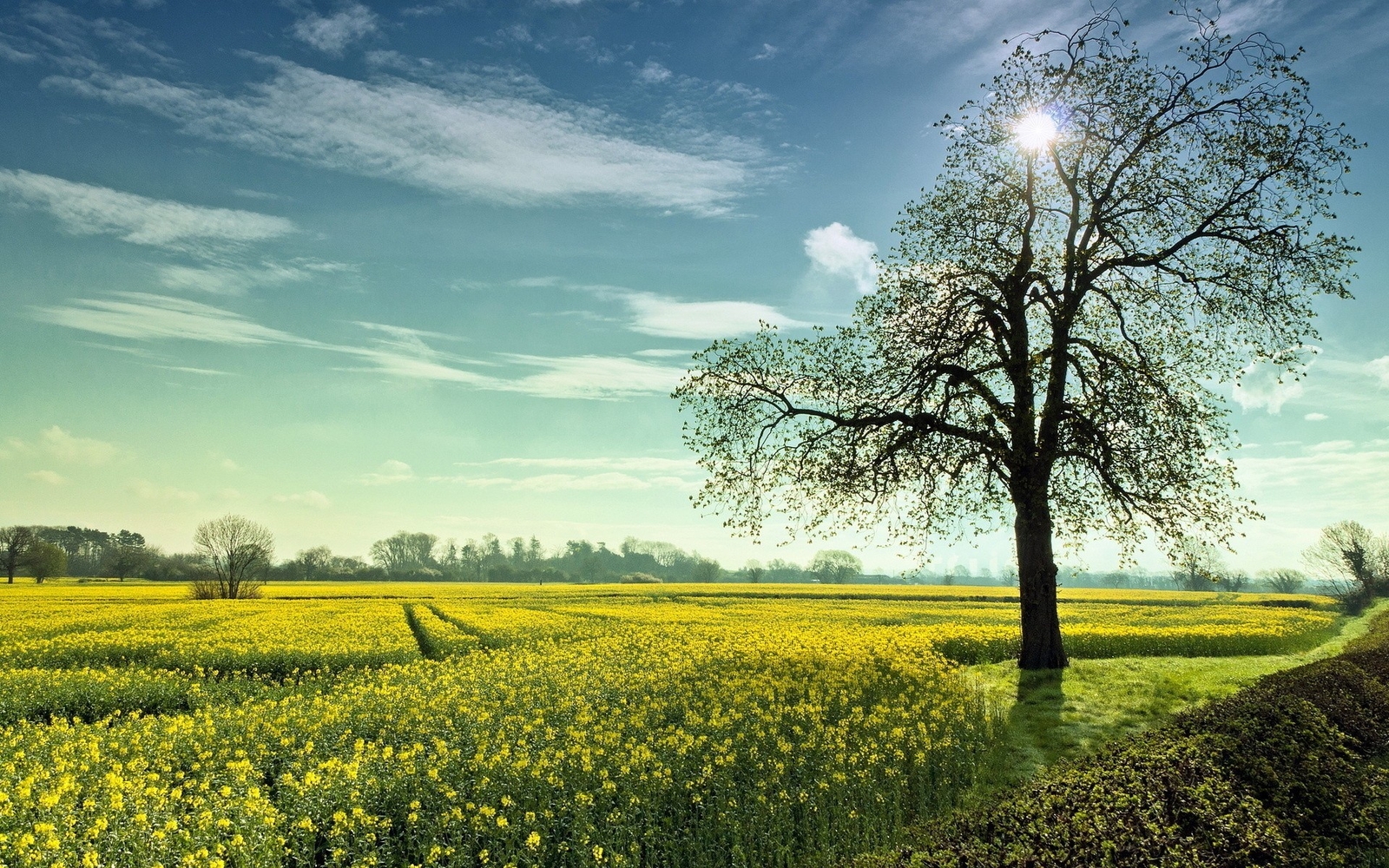Landscape summer field trees nature Custom Gaming Mat Desk