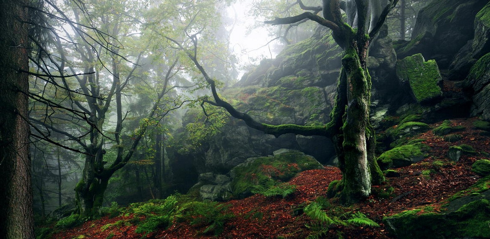 Landscape nature forest mist hills trees moss ferns Custom Gaming Mat Desk