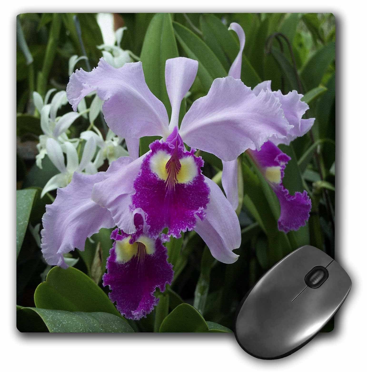 3dRose LLC 8 x 8 x 0.25 Inches Mouse Pad, Orchid (mp_3355_1)