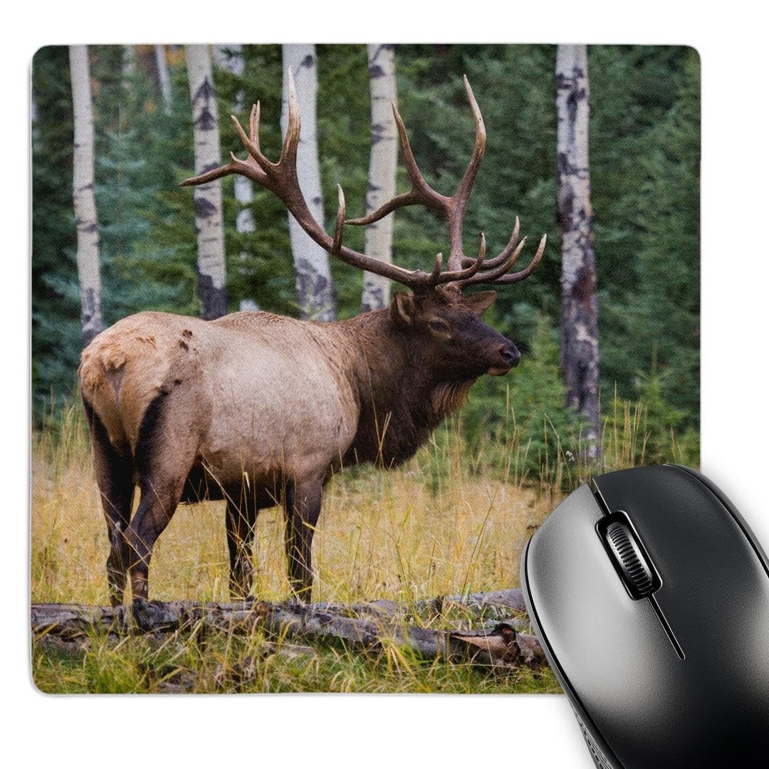 3dRose Mouse Pad Rocky Mountain Bull Elk, Jasper National Park, Canada, 8 x 8"