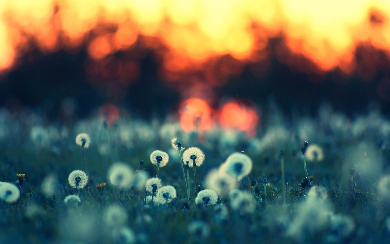 Landscape grass depth of field nature macro sunlight Custom Gaming Mat Desk