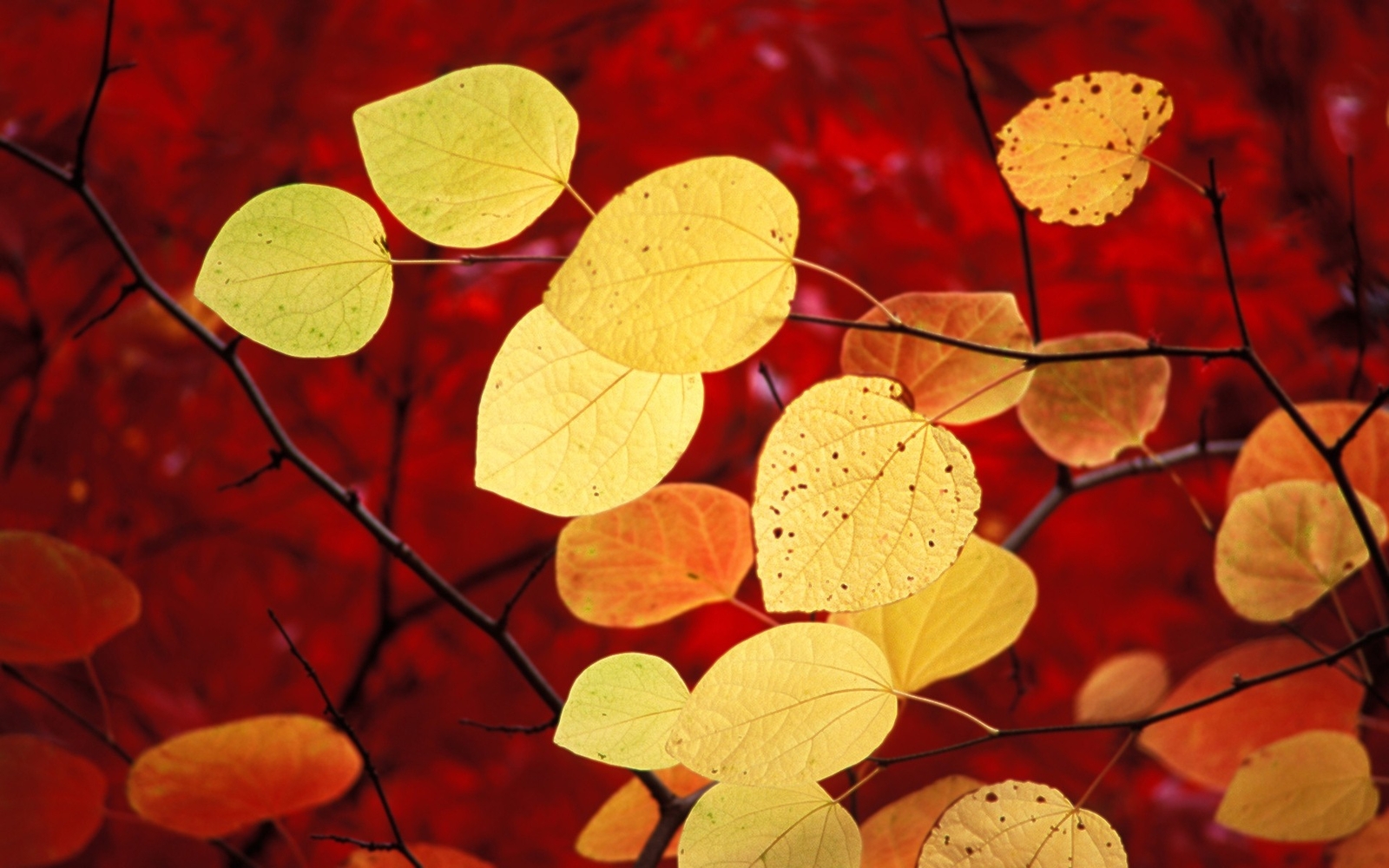 Landscape nature leaves plants yellow red macro Custom Gaming Mat Desk