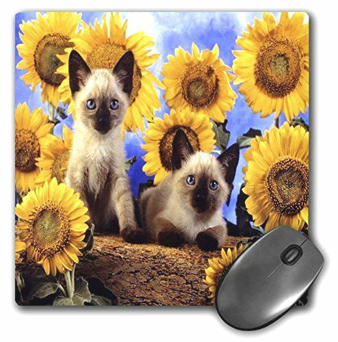 3dRose LLC 8 x 8 x 0.25 Inches Mouse Pad, Adorable Siamese Kittens N' Sunflowers