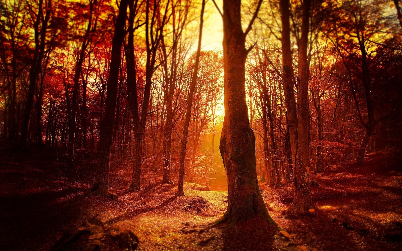 Landscape fall sunset forest trees sunlight nature Custom Gaming Mat Desk