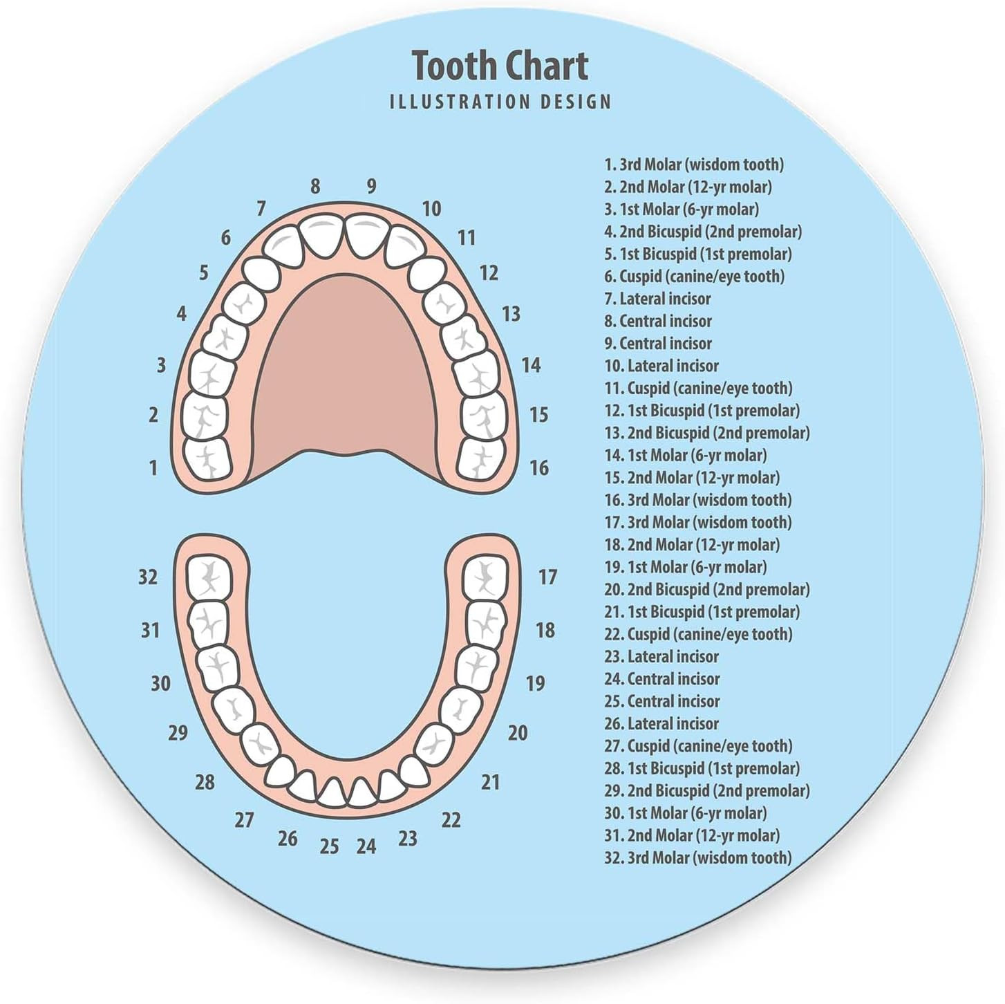 Round Mouse Pad,Tooth Chart Mouse pad,Custom Small Mouse Pads with Designs,Porta