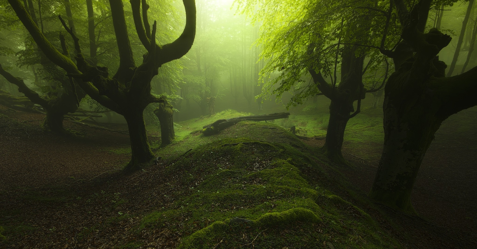 Landscape nature forest leaves trees mist hills moss Custom Gaming Mat Desk