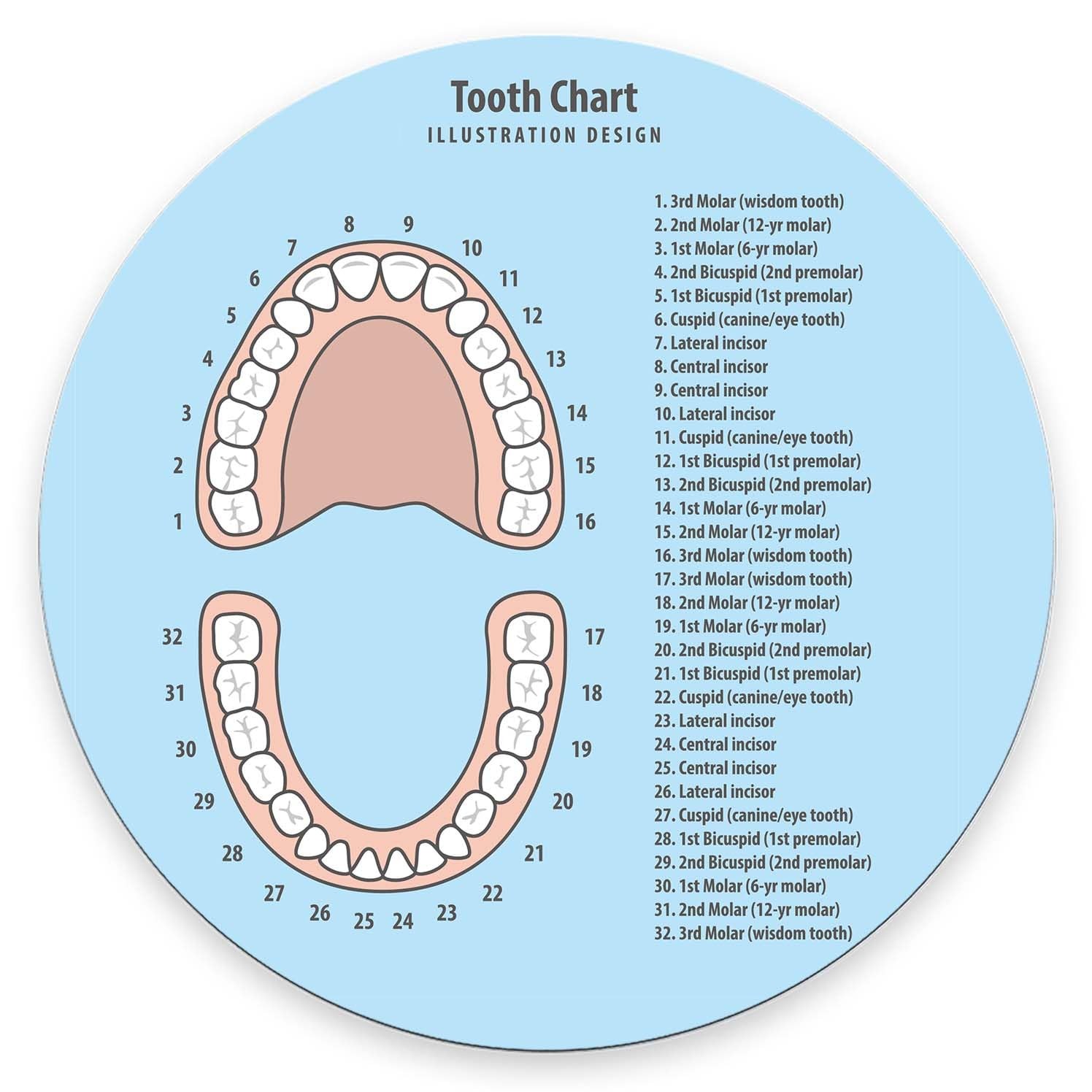 Round Mouse Pad,Tooth Chart pad,Custom 7.9L x 7.9W inches, Tooth 