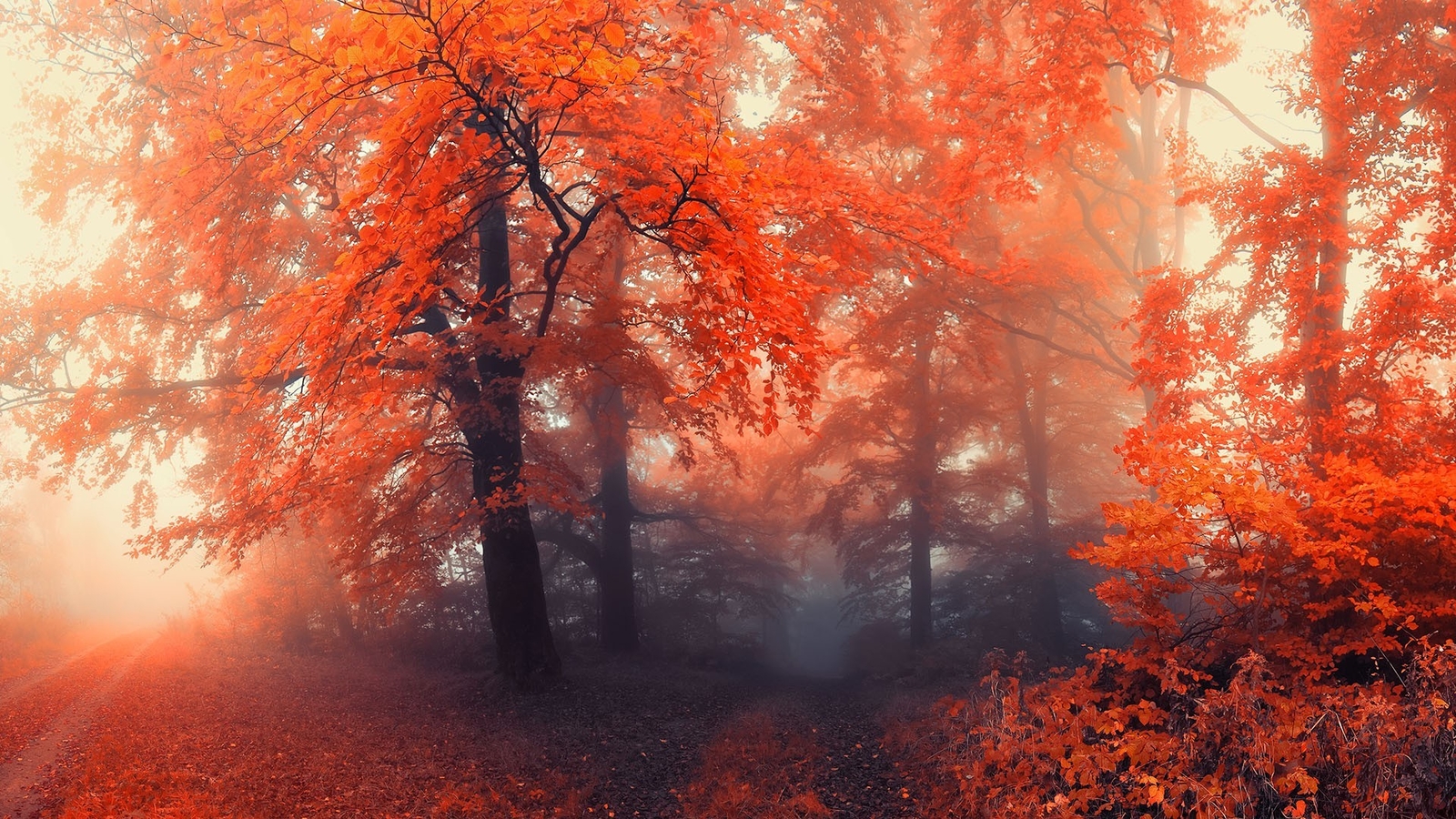 Landscape forest nature mist fall plants colorful Custom Gaming Mat Desk