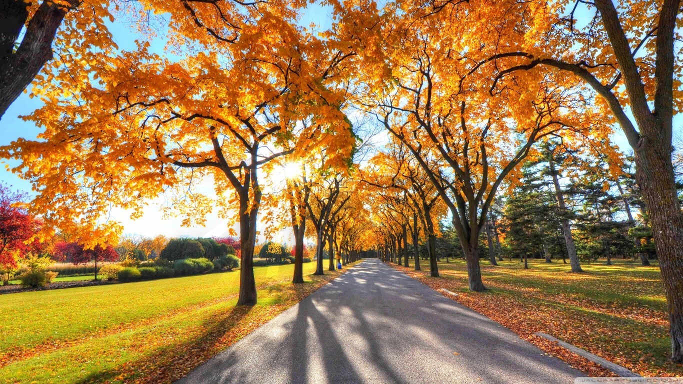 Landscape fall red leaves dappled sunlight park fallen Custom Gaming Mat Desk