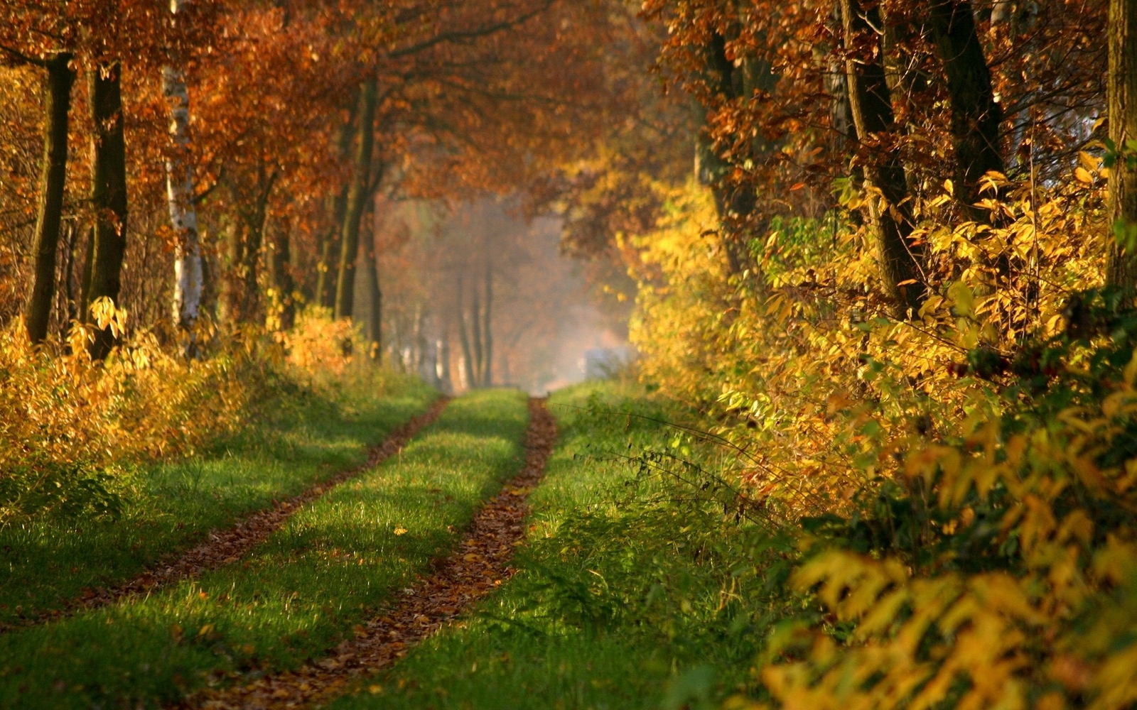 Landscape path fall fallen leaves trees plants Custom Gaming Mat Desk