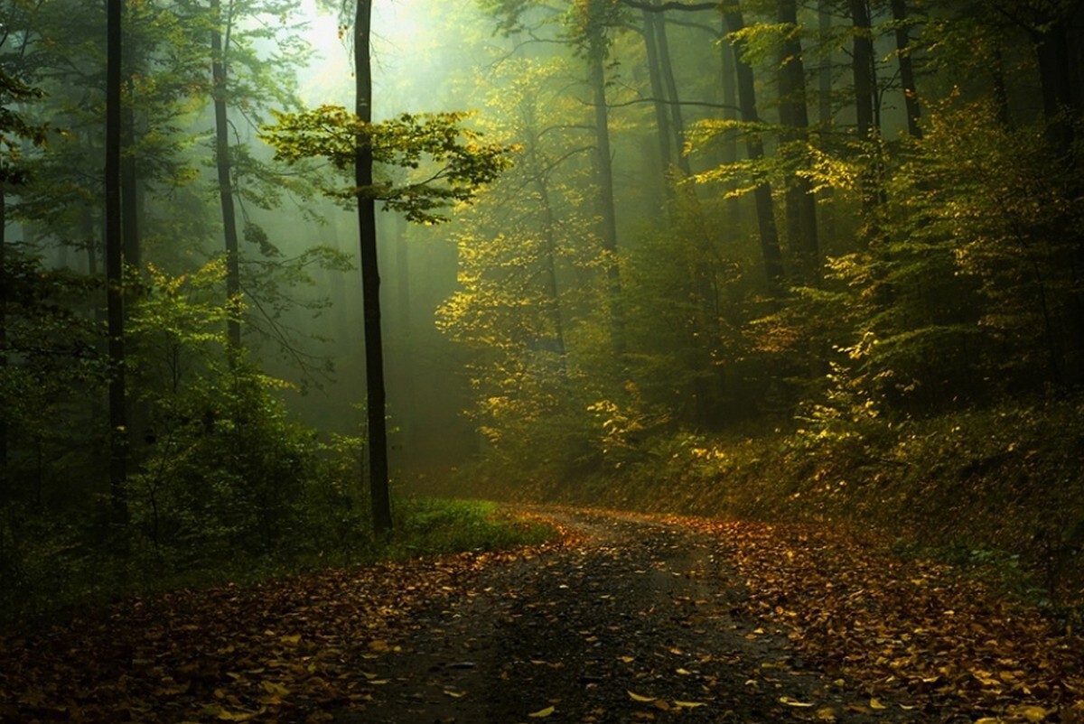 Landscape fall path mist forest shrubs morning nature Custom Gaming Mat Desk
