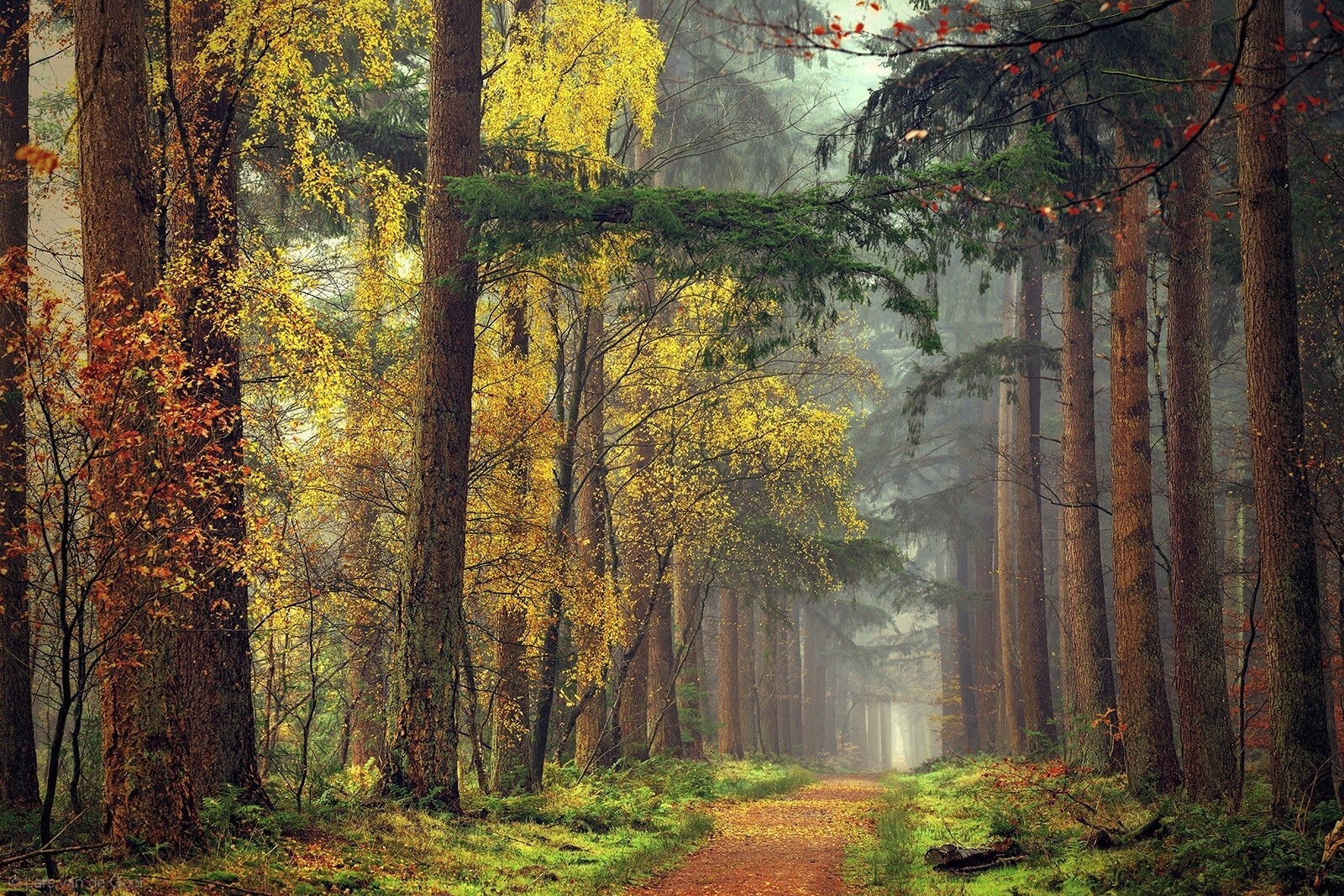 Landscape forest path mist fall grass yellow red green Custom Gaming Mat Desk