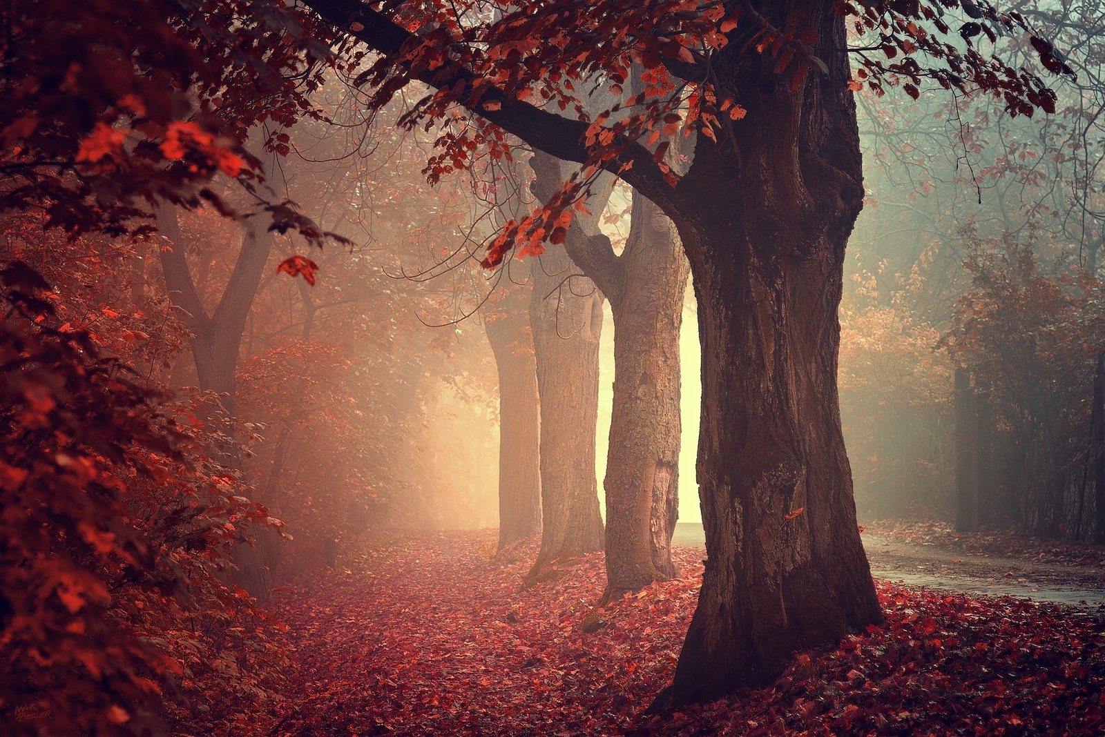 Landscape trees leaves red path mist photography calm Custom Gaming Mat Desk