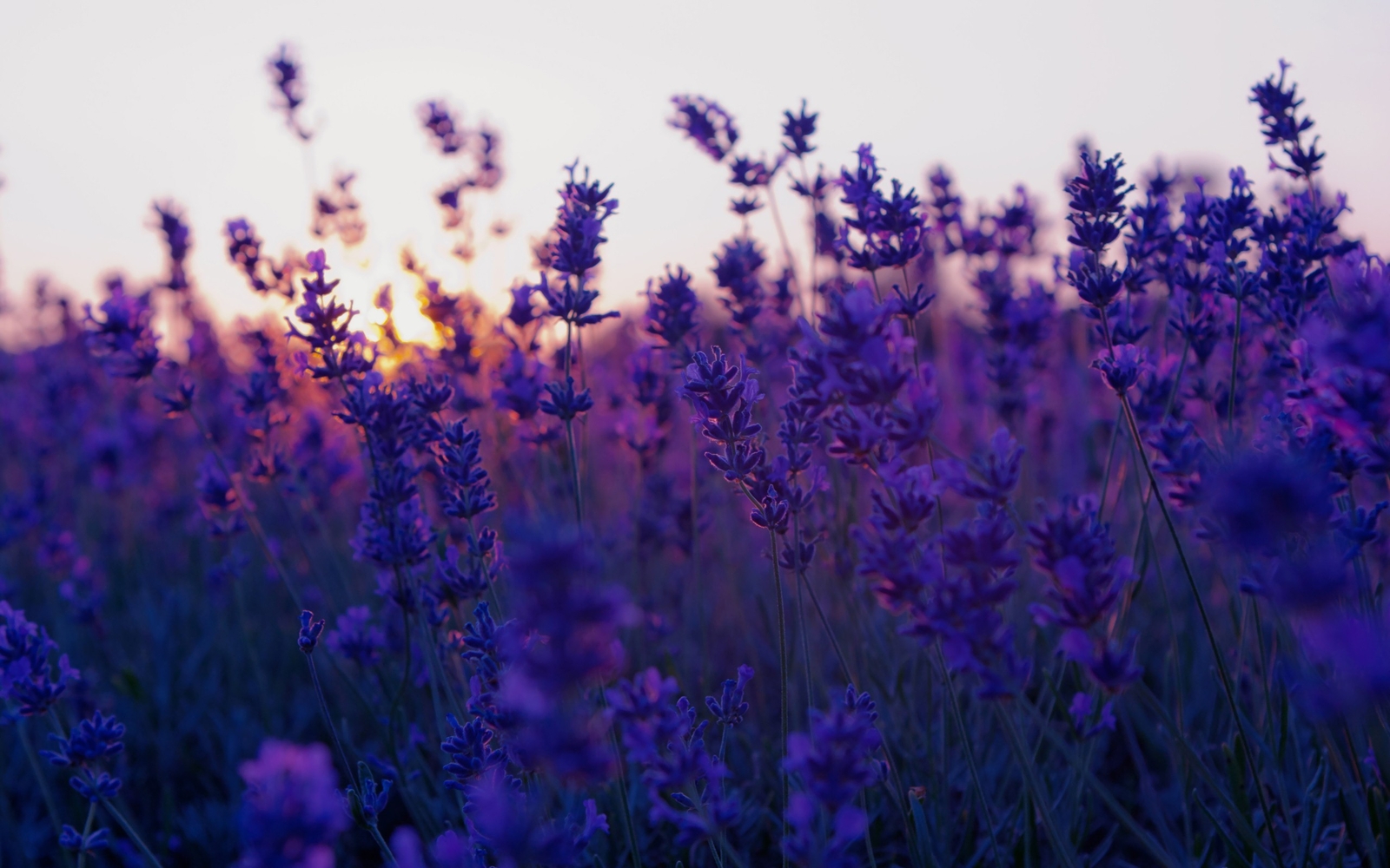Landscape nature flowers lavender purple plants Custom Gaming Mat Desk