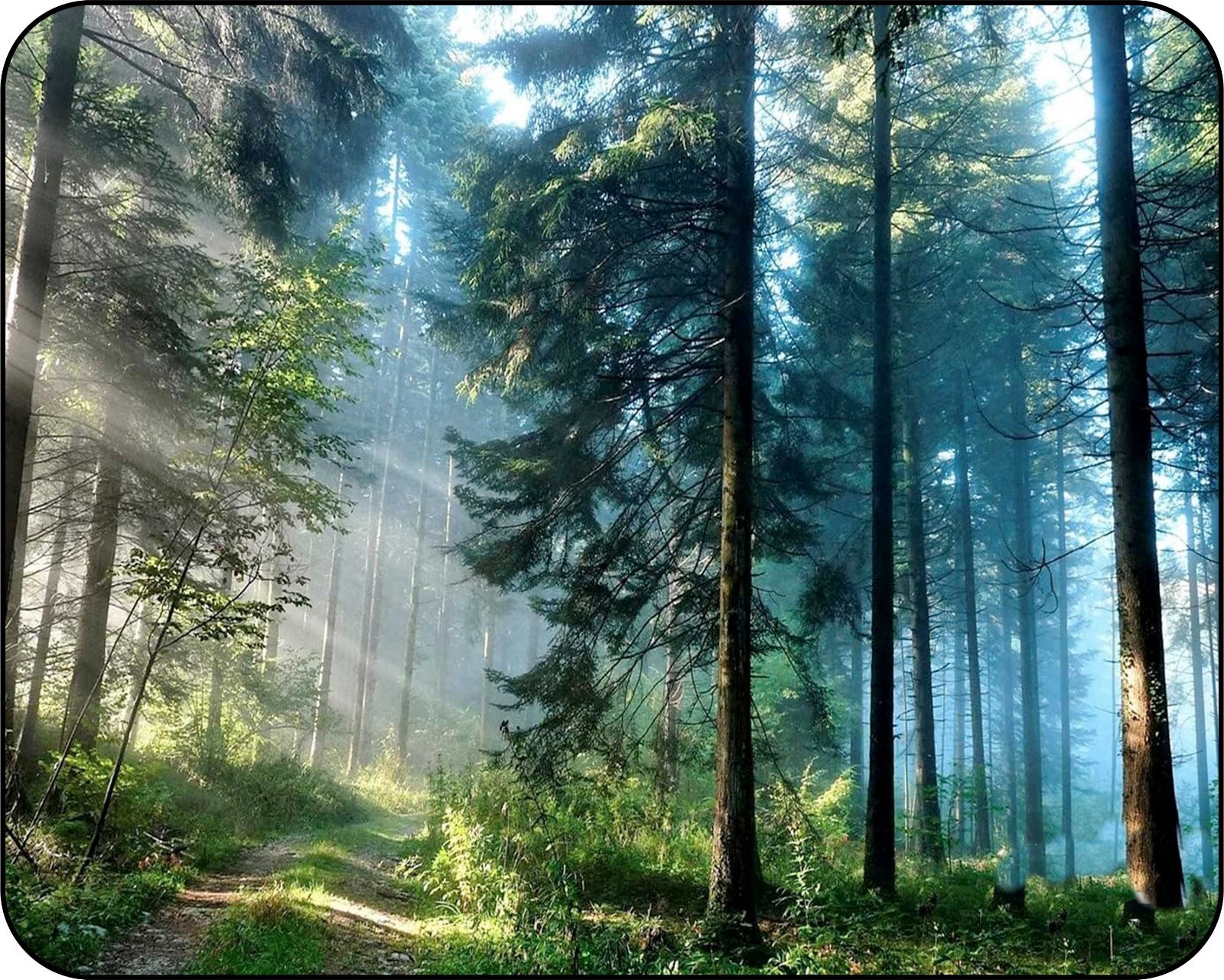 Deep Green Forest  Colorful  Photo Art Designs  Mouse Pad