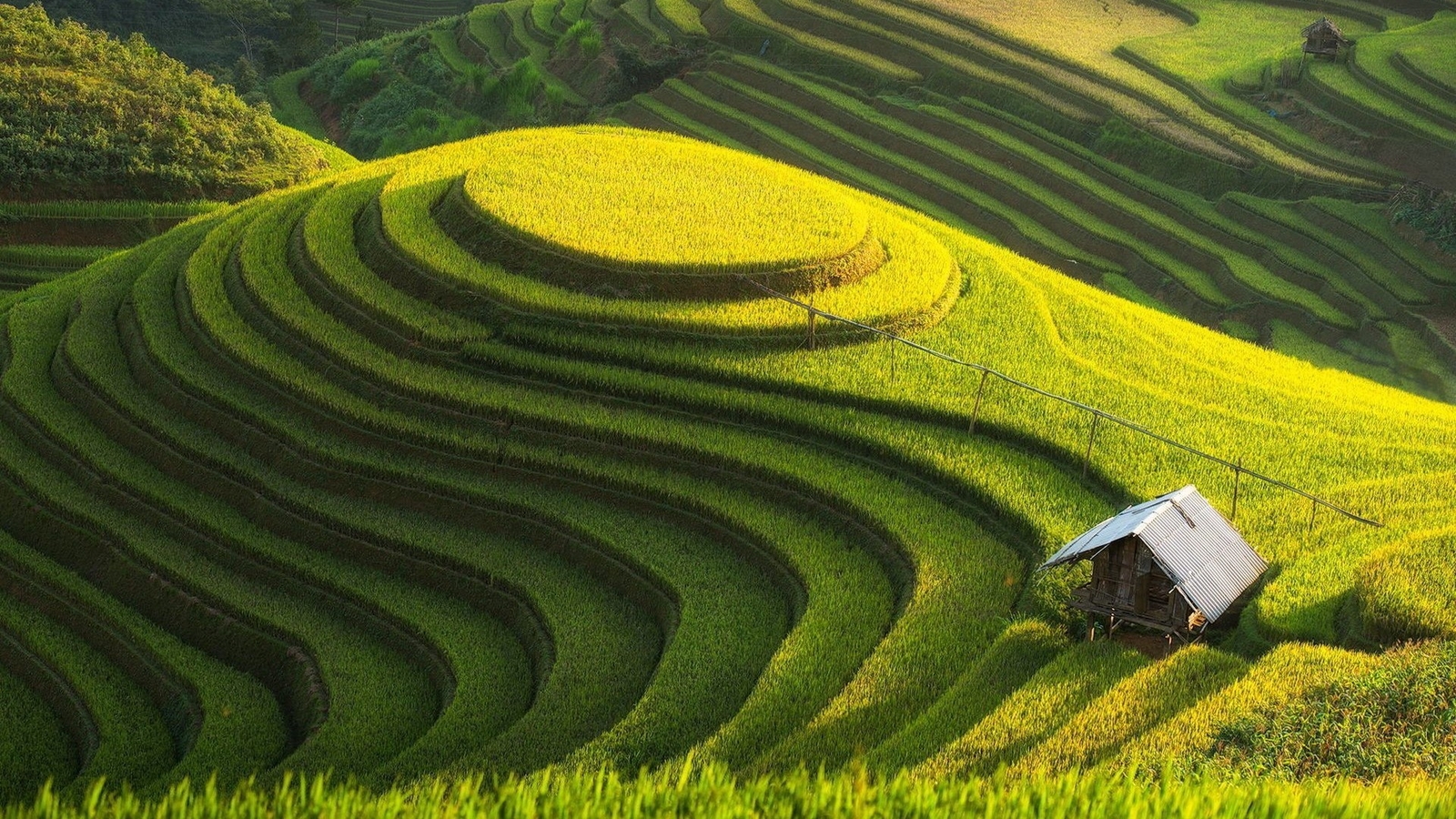 Landscape field rice fields agro plants Custom Gaming Mat Desk