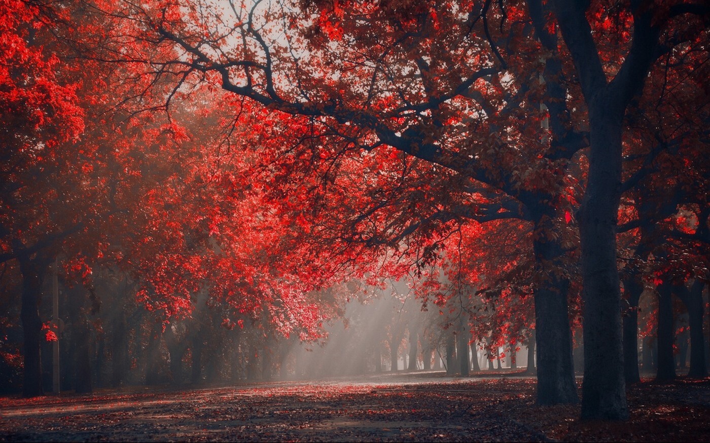 Landscape nature red park sun rays trees fall leaves Custom Gaming Mat Desk