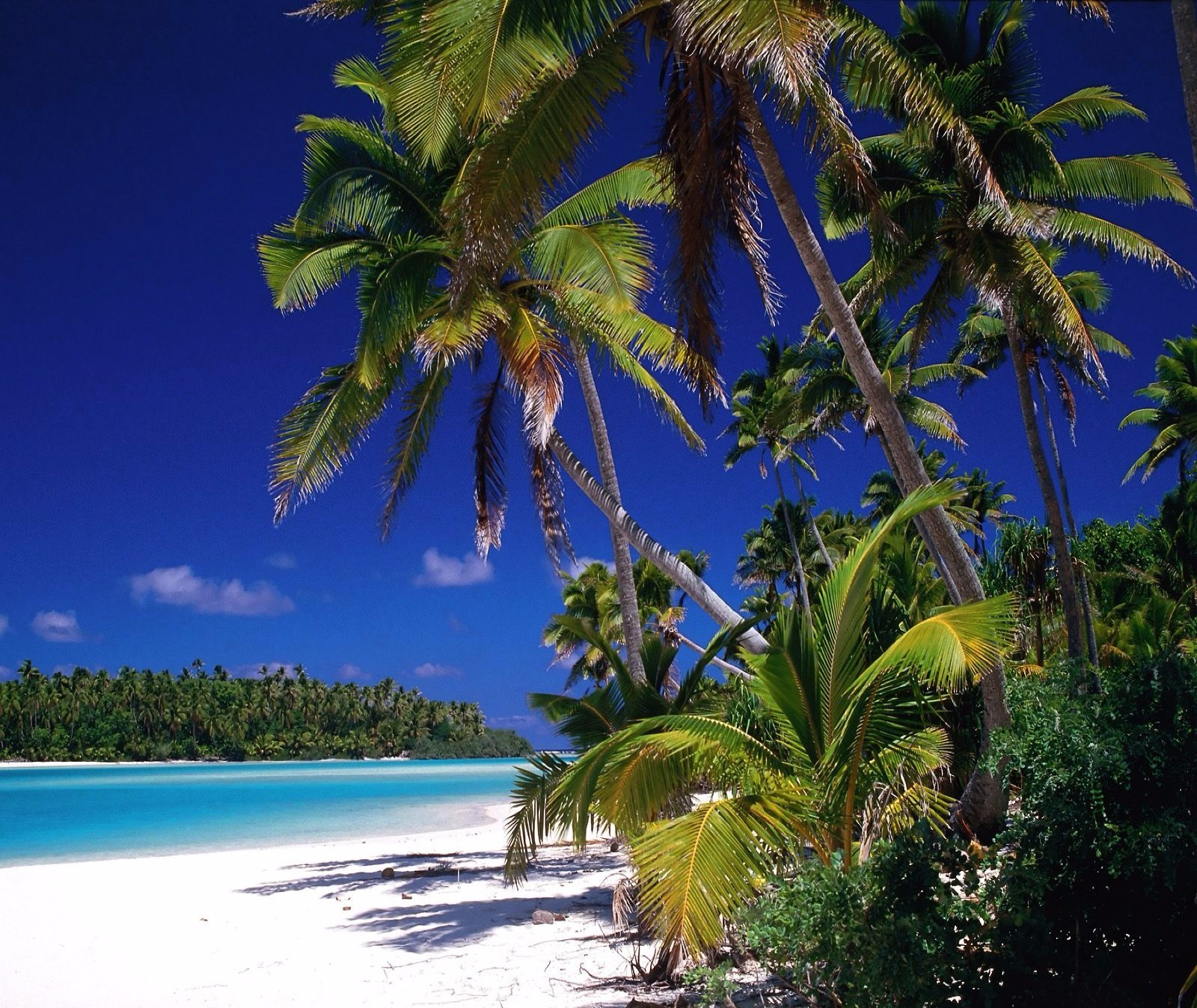 TROPICAL BEACH PALM TREE  # 28  MOUSE PAD 9 X 7 