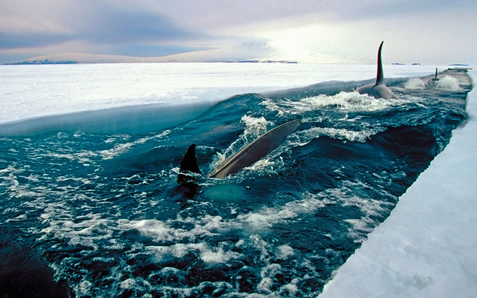Landscape sea ice antarctica nature orca Custom Gaming Mat Desk
