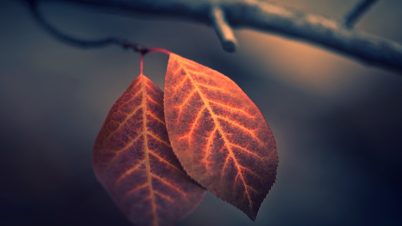 Landscape fall nature macro depth of field leaves Custom Gaming Mat Desk