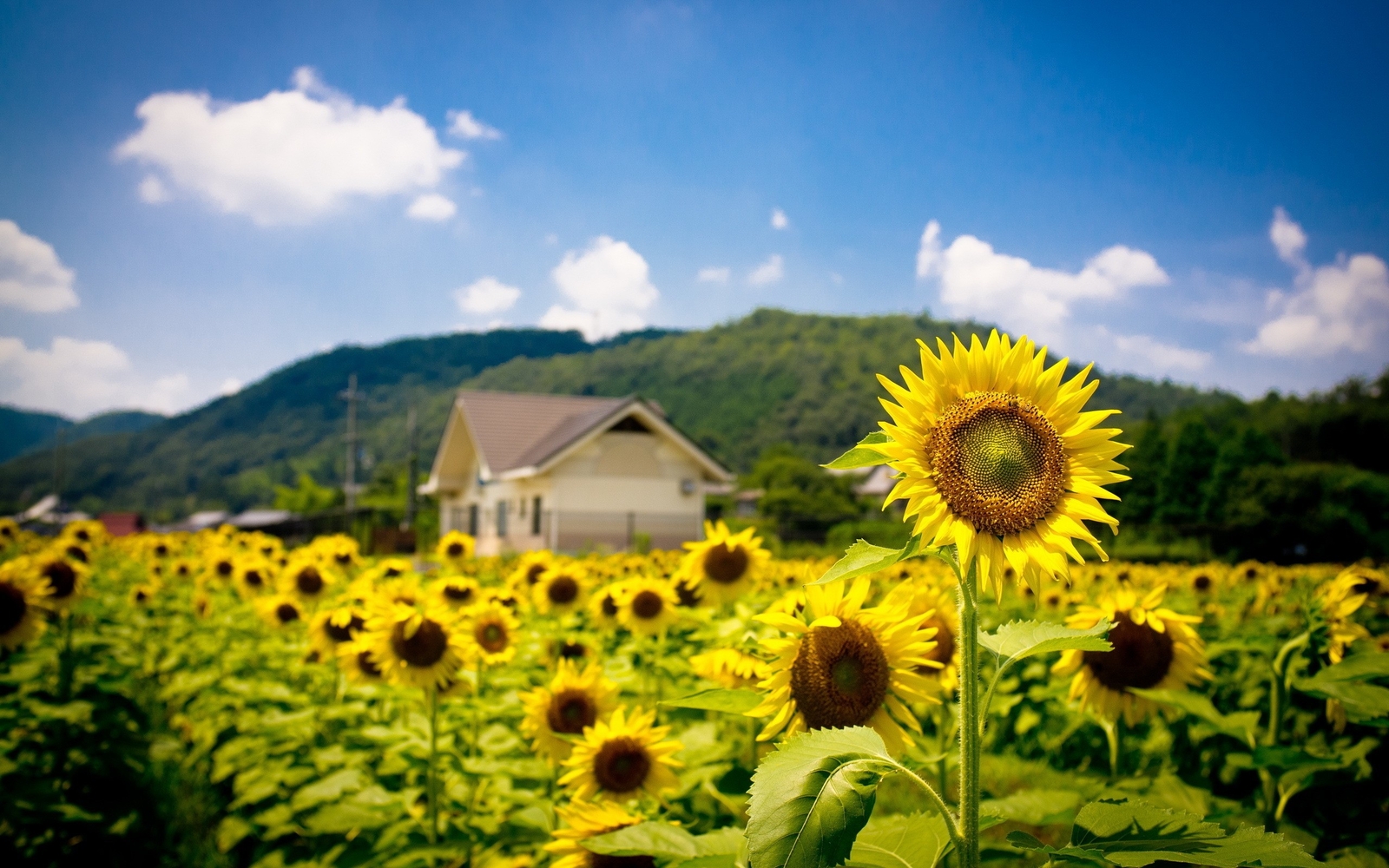 Landscape nature sunflowers plants outdoors flowers Custom Gaming Mat Desk