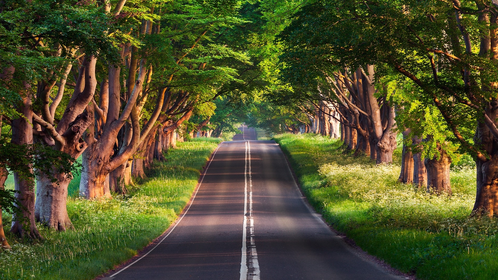 Landscape trees road grass green Custom Gaming Mat Desk