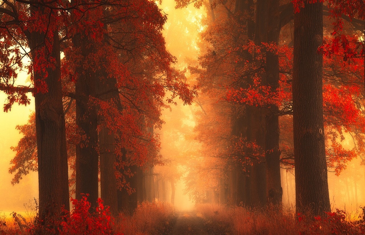 Landscape mist path trees fall grass red shrubs leaves Custom Gaming Mat Desk