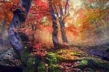 Landscape nature forest mist fall colorful trees moss Custom Gaming Mat Desk picture