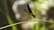 Landscape nature photography insect Custom Gaming Mat Desk picture