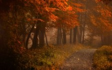 Landscape path mist fall nature forest leaves morning Custom Gaming Mat Desk picture