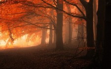 Landscape nature mist forest fall trees leaves orange Custom Gaming Mat Desk picture