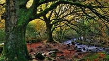 Landscape nature trees forest water ireland national Custom Gaming Mat Desk picture