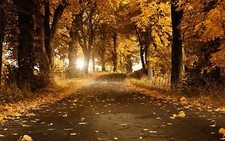 Landscape leaves road fall grass trees nature asphalt Custom Gaming Mat Desk picture