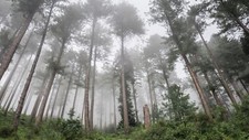 Landscape forest trees Custom Gaming Mat Desk picture
